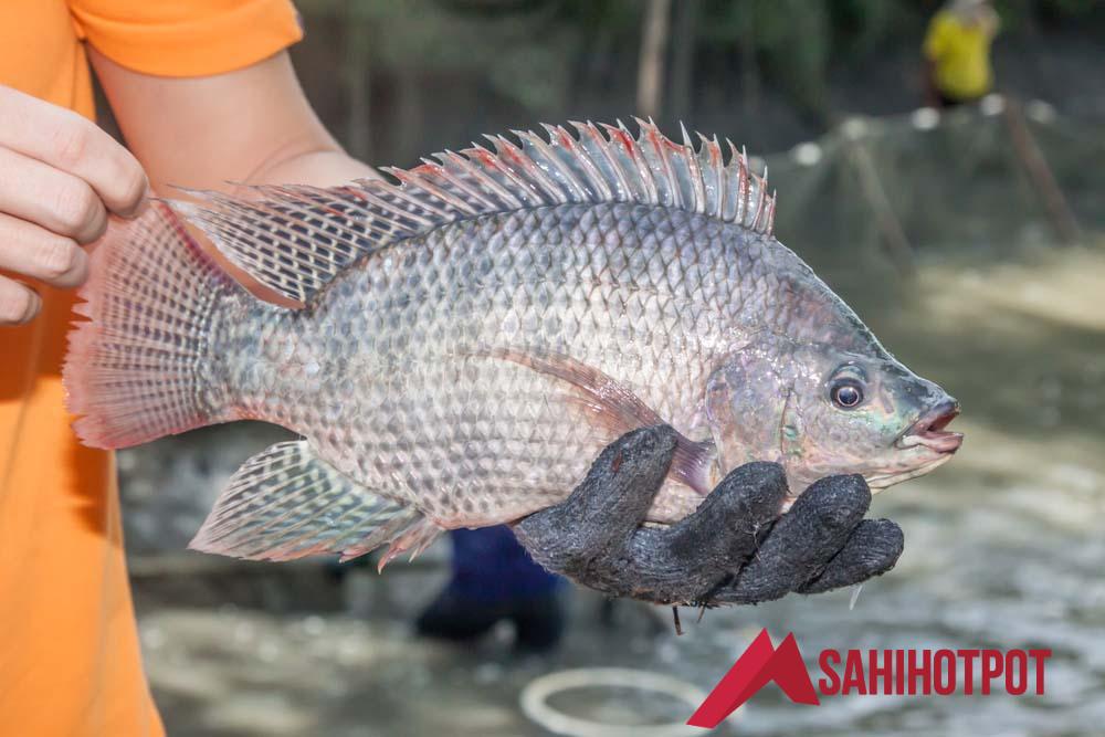 Cá rô phi đơn tính là gì? Cách chăm sóc cá rô phi đơn tính